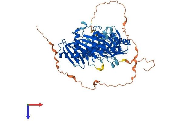 MON1B Protein (AA 1-547) (His tag)