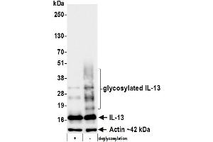 Western Blotting (WB) image for anti-Interleukin 13 (IL13) (AA 35-146) antibody (ABIN7795750)