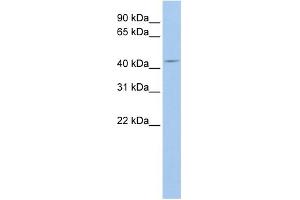 WB Suggested Anti-ATG4A Antibody Titration:  0. (ATG4A 抗体  (N-Term))
