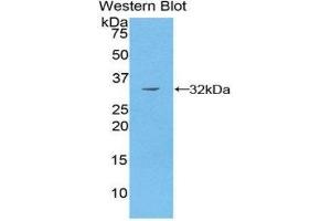 Western Blotting (WB) image for anti-P21-Activated Kinase 4 (PAK4) (AA 299-542) antibody (ABIN1860123) (PAK4 抗体  (AA 299-542))