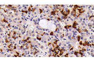 Detection of PRL in Porcine Pituitary Tissue using Polyclonal Antibody to Prolactin (PRL) (Prolactin 抗体  (AA 29-227))