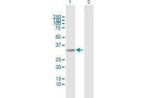Western Blot analysis of RIMKLB expression in transfected 293T cell line by RIMKLB MaxPab polyclonal antibody.