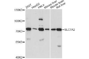 Western blot analysis of extracts of various cell lines, using SLC7A2 antibody. (SLC7A2 抗体)