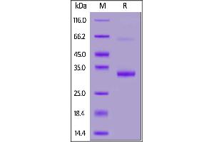 Biotinylated Mouse IgG1 Fc, Avitag™ on  under reducing (R) condition. (IgG1 Fc (AA 98-324) protein (AVI tag,Biotin))