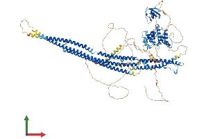 Protein Structure (PS) image for SLIT-ROBO rho GTPase Activating Protein 2 (SRGAP2) (AA 1-1071) protein (His tag) (ABIN7555566)