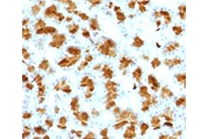 IHC testing of FFPE rat pancreas with Elastase 3B antibody. (Elastase 3B 抗体  (AA 82-238))