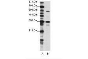 Image no. 1 for anti-CAMP Responsive Element Binding Protein 3-Like 1 (CREB3L1) (N-Term) antibody (ABIN202706) (CREB3L1 抗体  (N-Term))