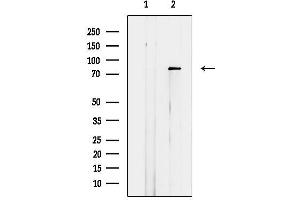 anti-Death-Domain Associated Protein (DAXX) (C-Term) antibody