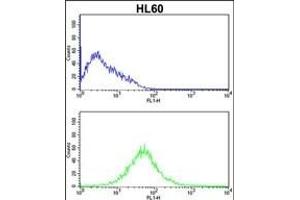 Flow Cytometry (FACS) image for anti-Killer Cell Lectin-Like Receptor Subfamily C, Member 2 (KLRC2) (AA 1-30), (N-Term) antibody (ABIN652570)