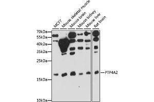 Western blot analysis of extracts of various cell lines, using PTP4 antibody (ABIN7269703) at 1:1000 dilution. (PTP4A2 抗体  (AA 30-100))