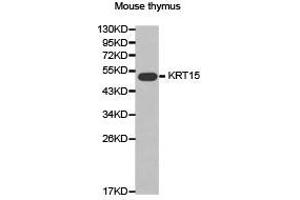 Western Blotting (WB) image for anti-Keratin 15 (KRT15) antibody (ABIN1873469) (KRT15 抗体)