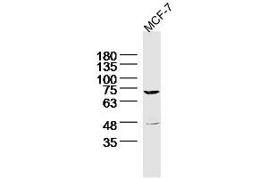 MCF-7 Cell lysates probed with MARCH7 Polyclonal Antibody, unconjugated (bs-9341R) at 1:300 overnight at 4°C followed by a conjugated secondary antibody for 60 minutes at 37°C. (MARCH7 抗体  (AA 65-115))