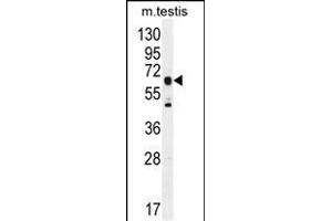C19orf51 Antibody (Center) (ABIN6244201 and ABIN6577320) western blot analysis in mouse testis tissue lysates (35 μg/lane). (DNAAF3 抗体  (AA 181-210))