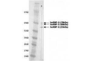Image no. 1 for anti-Synaptotagmin Binding, Cytoplasmic RNA Interacting Protein (SYNCRIP) antibody (ABIN108557) (SYNCRIP 抗体)