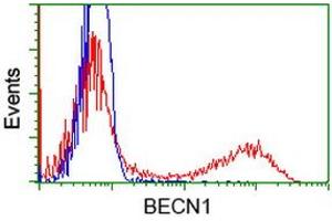 Image no. 3 for anti-Beclin 1, Autophagy Related (BECN1) antibody (ABIN1496867) (Beclin 1 抗体)