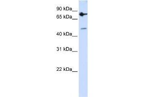 WB Suggested Anti-ZNF483 Antibody Titration:  0. (ZNF483 抗体  (N-Term))
