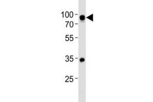 Western Blotting (WB) image for anti-CD19 Molecule (CD19) (AA 143-172) antibody (ABIN3030362)