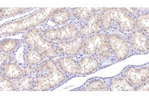 Detection of DAO in Human Kidney Tissue using Polyclonal Antibody to D-Amino Acid Oxidase (DAO) (D Amino Acid Oxidase 抗体  (AA 1-347))