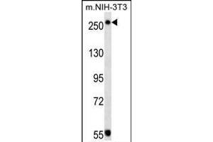 TSC2 Antibody (ABIN1539797 and ABIN2843773) western blot analysis in mouse NIH-3T3 cell line lysates (35 μg/lane). (Tuberin 抗体)