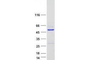 Western Blotting (WB) image for WD Repeat Domain 18 (WDR18) protein (Myc-DYKDDDDK Tag) (ABIN2735503)