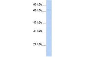 Image no. 1 for anti-Regulator of Microtubule Dynamics 2 (RMDN2) (AA 432-481) antibody (ABIN6741170) (FAM82A1 抗体  (AA 432-481))