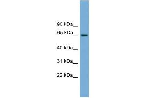 WB Suggested Anti-TRIM25 Antibody Titration: 0. (TRIM25 抗体  (Middle Region))