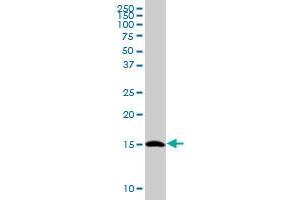 Western Blotting (WB) image for anti-Transcription Elongation Factor B (SIII), Polypeptide 2 (18kDa, Elongin B) (TCEB2) (AA 1-118) antibody (ABIN948530)