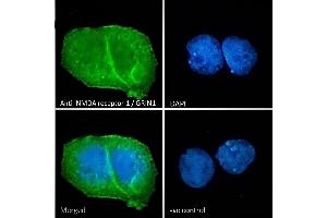 Immunofluorescence (IF) image for anti-Glutamate Receptor, Ionotropic, N-Methyl D-Aspartate 1 (GRIN1) (Internal Region) antibody (ABIN185678)
