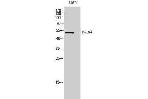 Western Blotting (WB) image for anti-Forkhead Box N4 (FOXN4) (C-Term) antibody (ABIN3184663) (FOXN4 抗体  (C-Term))