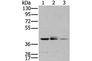 Western Blotting (WB) image for anti-Apolipoprotein B mRNA Editing Enzyme, Catalytic Polypeptide-Like 3D (APOBEC3D) antibody (ABIN2434124) (APOBEC3D 抗体)