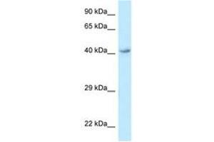 Image no. 1 for anti-omega-3 Fatty Acid Receptor 1 (O3FAR1) (AA 243-292) antibody (ABIN6747795) (O3FAR1 抗体  (AA 243-292))