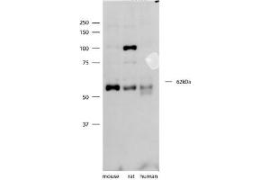 SYT3 antibody - N-terminal region  validated by WB using mouse, rat, and human brain lysates at 1ug/ml. (Synaptotagmin 3 抗体  (N-Term))