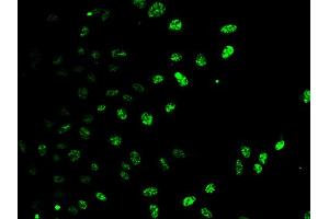 Immunofluorescence analysis of HeLa cells using E2F6 antibody (ABIN5973627). (E2F6 抗体)