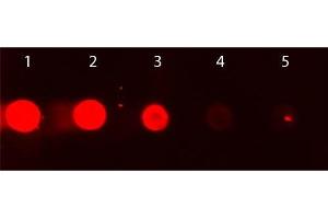 Dot Blot of Rhodamine Conjugated Goat IgG Fc. (山羊 IgG isotype control (Rhodamine))