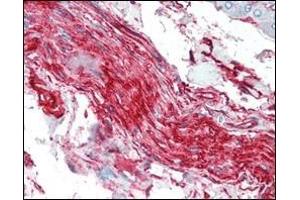 Immunohistochemical analysis of paraffin-embedded human nerve and ganglion cells using S100A10/P11 antibody. (S100A10 抗体)