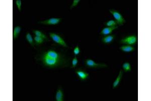 Immunofluorescence staining of Hela cells with ABIN7155077 at 1:133, counter-stained with DAPI. (HPS6 抗体  (AA 221-319))
