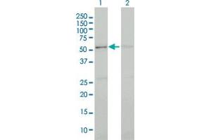 CDK13 antibody  (AA 1-90)