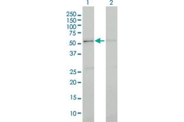 CDK13 anticorps  (AA 1-90)
