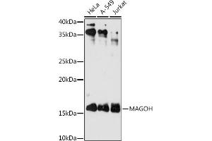 Western blot analysis of extracts of various cell lines, using MAGOH antibody (ABIN7268362) at 1:1000 dilution. (MAGOH 抗体)