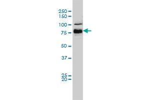 BRAF monoclonal antibody (M01A), clone 3C6 Western Blot analysis of BRAF expression in Hela S3 NE . (BRAF 抗体  (AA 346-445))