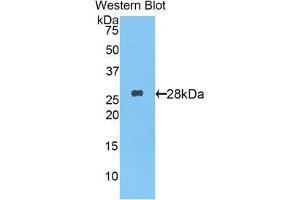 Western Blotting (WB) image for anti-Tumor Necrosis Factor (Ligand) Superfamily, Member 13b (TNFSF13B) (AA 68-283) antibody (ABIN1174925) (BAFF 抗体  (AA 68-283))