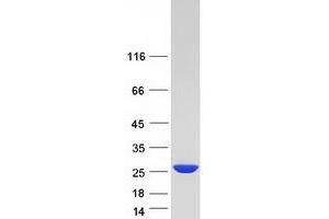 Validation with Western Blot