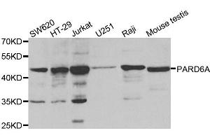 Western blot analysis of extracts of various cell lines, using PARD6A antibody. (PARD6A 抗体)