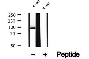 Western blot analysis of extracts of K-562 cells, using AGO2 antibody. (AGO2 抗体  (N-Term))