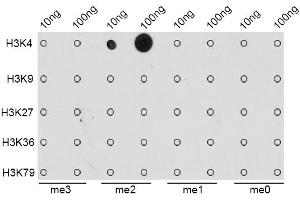 Dot-blot analysis of all sorts of methylation peptides using DiMethyl-Histone H3-K4 antibody (ABIN1872995). (Histone 3 抗体  (H3K4me2))