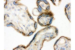 Anti- Annexin A3 Picoband antibody, IHC(F) IHC(F): Human Placenta Tissue (Annexin A3 抗体  (Middle Region))