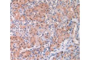 IHC-P analysis of Mouse Kidney Tissue, with DAB staining. (ADK 抗体  (AA 1-361))