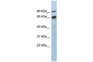 KIAA0427 antibody used at 1 ug/ml to detect target protein.