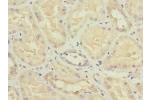 Immunohistochemistry of paraffin-embedded human kidney tissue using ABIN7162039 at dilution of 1:100 (NME3 抗体  (AA 20-169))