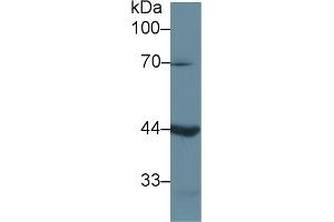 Detection of LEFTY1 in Mouse Pancreas lysate using Polyclonal Antibody to Left/Right Determination Factor 1 (LEFTY1) (LEFTY1 抗体  (AA 78-361))
